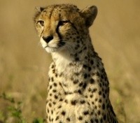 Cheetah
